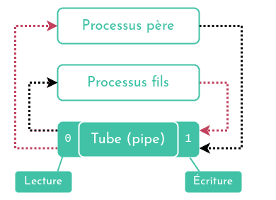 Diagramme du fonctionnement d'un pipe ou tube. Illustre le fait qu'un processus père peut écrire dans le bout d'écriture du pipe et le processus fils peut y lire depuis son bout de lecture, etc inversement pour créer une communication inter-processus.