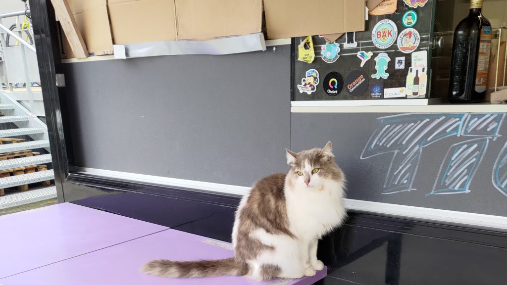 Norminet, le chat de l'école 42 Paris, qui attend son repas au food truck dans la cour pendant la piscine.